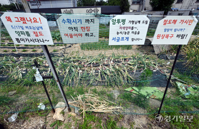 6일 오전 용인특례시 기흥구 신갈동 한 텃밭에 수확을 앞둔 농작물을 도둑맞았다는 내용의 호소문이 걸려 있다. 호소문에는 "지난달 17일 누군가가 암투병하는 지인을 주기 위해 재배중인 자색양파를 뽑아 갔다"며 절도범에 대한 원망과 원상복구를 부탁하는 내용이 적혀있다. 김시범기자