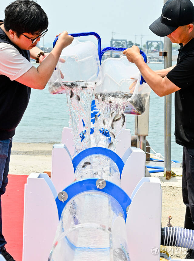 19일 오후 화성시 전곡항에서 열린 2024 한중 공동 치어방류의 날 기념행사에서 한,중 관계자들이 참돔, 참조기 치어를 방류하고 있다. 이번 행사로 방류하는 어종은 참조기, 참돔, 꽃게 등 약 326만 마리로 서해 전역에 서식하면서 경제적 가치가 높은 회유성 어종을 방류했다. 윤원규기자