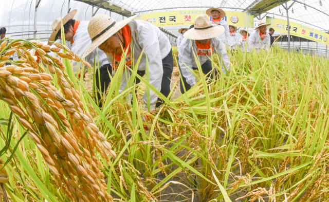 절기상 하지를 하루 앞둔 20일 이천시 호법면 안평리의 한 비닐하우스 논에서 '임금님표 이천쌀' 전국 첫 벼베기 행사가 열려 관계자들이 벼를 베고 있다.조주현기자