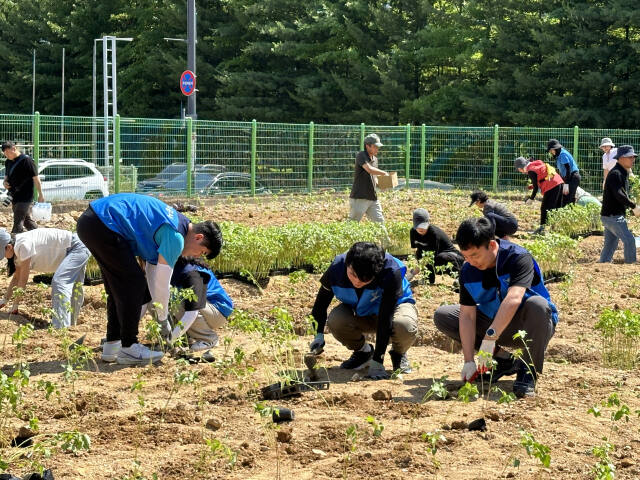 26일 용인 수지구 내 유휴 국유지에서 ‘탄소흡수 녹지 조성을 위한 친환경 식물 심기 행사’가 진행되고 있다. 용인도시공사 제공