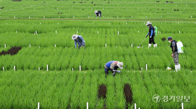 이번 주말부터 경기, 인천 등 수도권에 많은 장맛비가 예보된 가운데 27일 오후 경기도농업기술원 벼 시험포장에서 관계자들이 폭우 및 병충해 피해 예방을 위해 연구용 벼를 점검하고 있다. 김시범기자