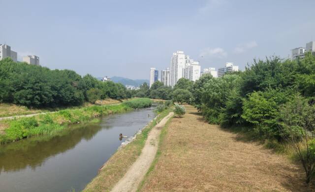 안양시 학의천변 유해식물과 함께 갈대 등 모든 식물이 베어져 있다. 독자 제공
