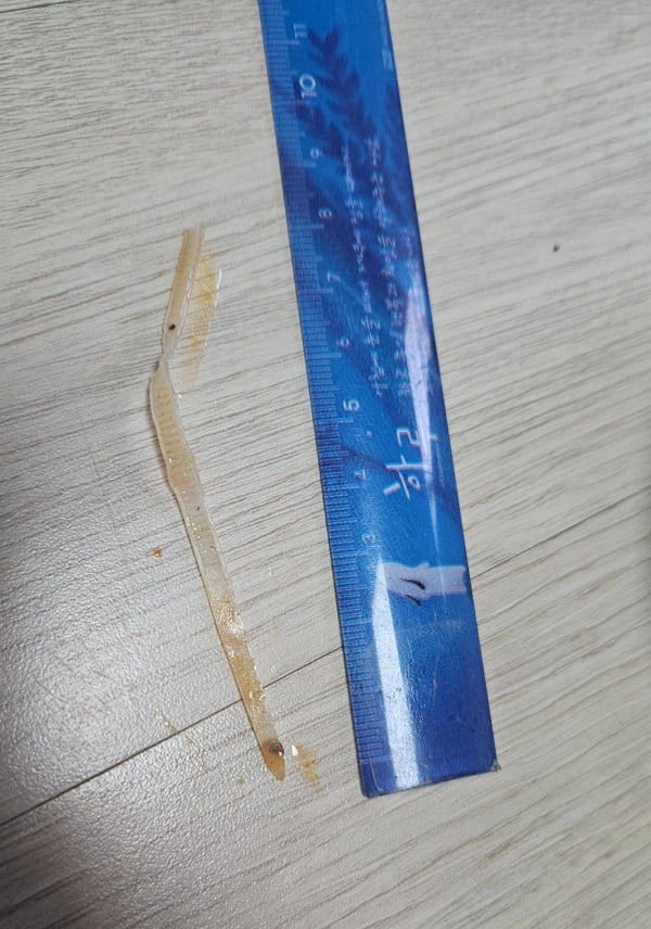 온라인 커뮤니티 캡쳐