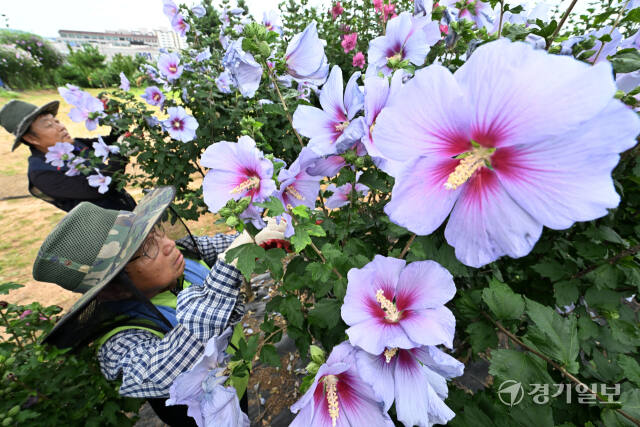 제헌절을 이틀 앞둔 15일 오전 수원무궁화원에서 관계자들이 활짝 핀 무궁화를 돌보고 있다. 우리나라꽃 무궁화는 꽃잎의 색깔에 따라 배달계, 단심계(백·적·자·청 단심), 아사달계가 있으며, 꽃잎 형태에 따라 홑겹, 겹꽃, 반겹꽃으로 나뉜다. 사진은 수원무궁화원에서 연구중인 다양한 품종의 무궁화. 김시범기자