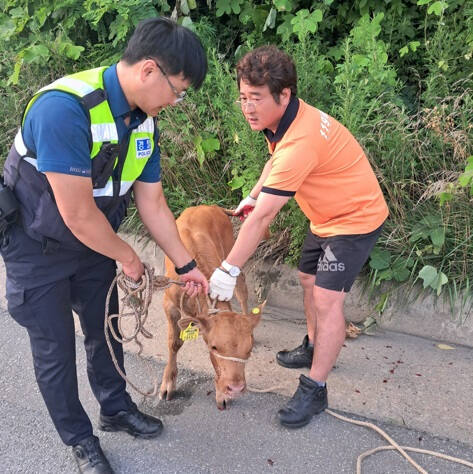 경찰이 119시민수상구조대원과 협력해 송아지를 구조하고 있는 모습. 양평소방서 제공