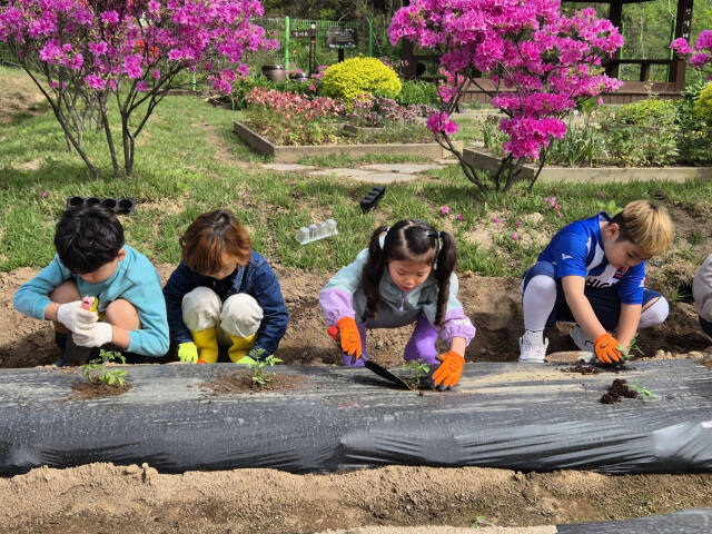 양주 상수초등학교 학생들이 텃밭에서 토마토를 심고 있는 모습. 상수초 제공.