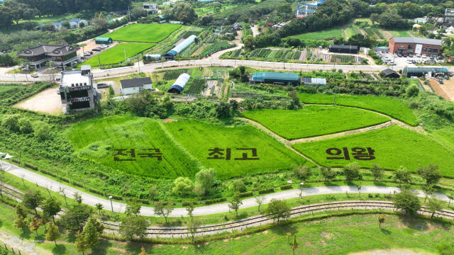 의왕 왕송호수 일대에 조성된 벼아트. 의왕시 제공