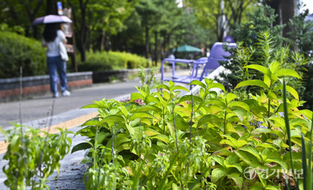 수원특례시, 도심속 휴식 공간 가로숲길 조성 [포토뉴스]