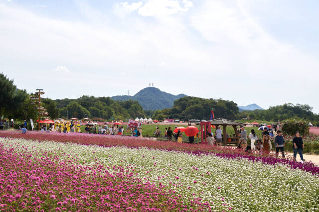 지난해 나리농원에서 열린 천일홍축제 현장에서 관람객들이 천일홍을 둘러보며 가을정취를 느끼고 있다. 양주시 제공