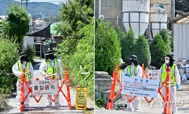 추석 앞두고 아프리카돼지열병·럼피스킨 발병 [포토뉴스]