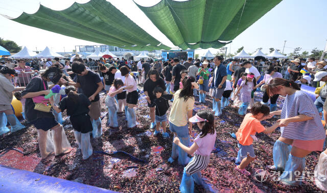 화성송산포도축제, 신나게 포도를 밟아요 [포토뉴스]