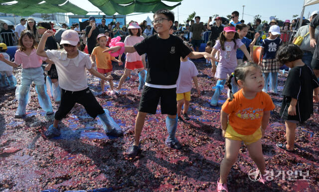 화성송산포도축제, 신나게 포도를 밟아요 [포토뉴스]