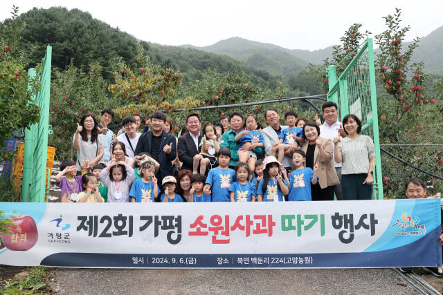 가평군이 백둔리 사과농장에서 ‘제2회 가평소원사과 따기 행사’를 진행했다. 가평군 제공