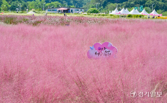 제6회 양주 천만송이 천일홍 축제를 하루 앞둔 26일 오후 양주시 나리농원에 핑크뮬리가 피어있다. 이번 축제는 27일부터 29일까지 열린다. 윤원규기자