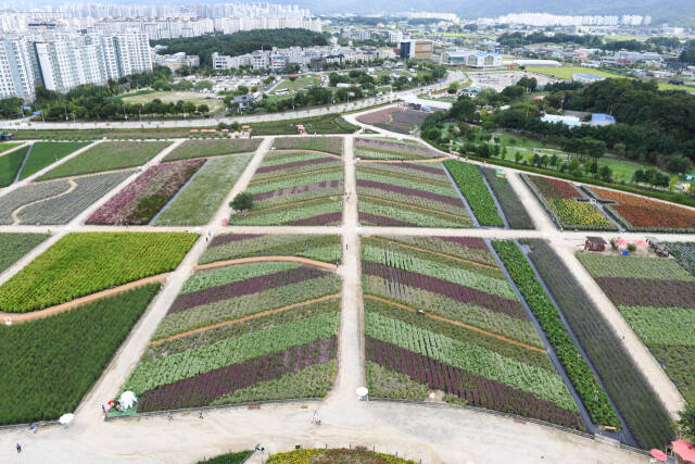 양주 천만송이 천일홍 축제’개막이 열리는 나리농원 전경. 양주시 제공