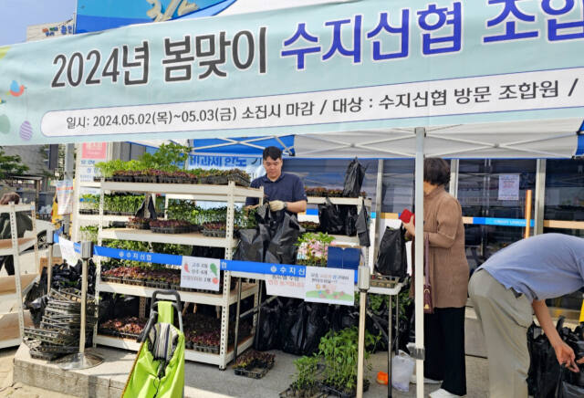 지난 5월2일 오전 수지신협 본점에서 봄맞이 조합원 모종나눔행사가 진행되고 있다. 수지신협 제공