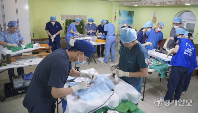 불법 번식농장 구조견을 위한 따뜻한 봉사활동 [포토뉴스]