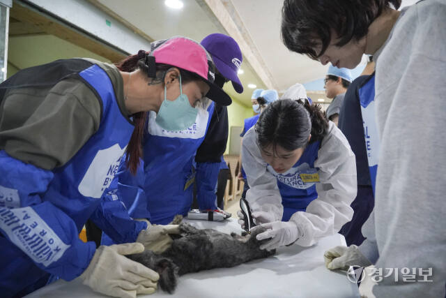 불법 번식농장 구조견을 위한 따뜻한 봉사활동 [포토뉴스]