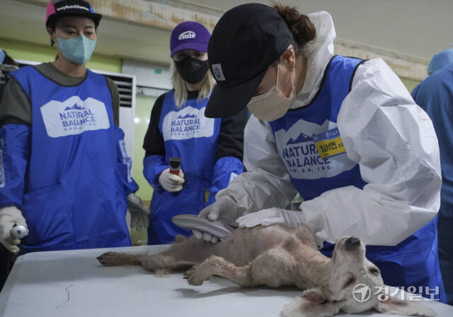 불법 번식농장 구조견을 위한 따뜻한 봉사활동 [포토뉴스]