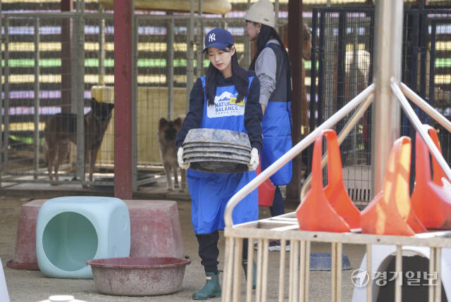 불법 번식농장 구조견을 위한 따뜻한 봉사활동 [포토뉴스]
