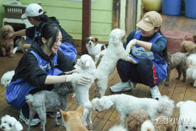 불법 번식농장 구조견을 위한 따뜻한 봉사활동 [포토뉴스]