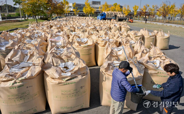평택시 오성면 농업생태원에서 국립농산물품질관리원 경기지원 평택사무소 관계자들이 2024년산 공공비축미곡 매입을 위해 벼를 점검하고 있다. 올해 평택시에 배정된 공공비축 포대벼 매입물량은 일반벼 2천559톤, 가루쌀 52톤이다. 윤원규기자