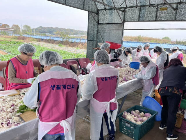 한국생활개선김포시연합회 회원들이 순무김치를 담기 위해 순무 손질을 하고 있다. 김포시 제공