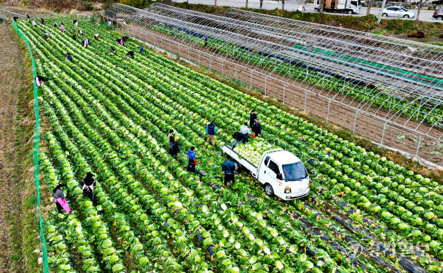 본격적인 김장철이 시작된 가운데 19일 오전 의왕시 청계동 한 배추밭에서 청계사 신도들이 배추를 수확하고 있다. 신도들은 이날 수확한 배추 5천여 포기를 김장김치로 담가 지역 독거노인과 저소득 가정에 전달할 예정이다. 윤원규기자