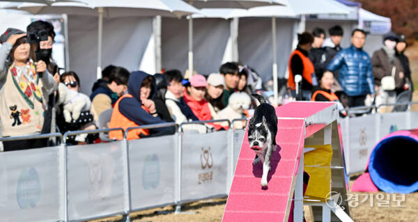 23일 오후 경기도인재개발원 운동장에서 열린 '제1회 경기도지사배 전국 반려견 스포츠대회' 에서 어질리티1 종목에 참가한 반려견과 핸들러들이 열띤 경기를 펼치고 있다. 오는 24일까지 열리는 이번 대회에서는 점핑, 어질리티, 플라이볼, 노비스 등 다양한 부분에서 실력을 펼치는 도내 반려견들의 모습을 볼 수 있다. 윤원규기자