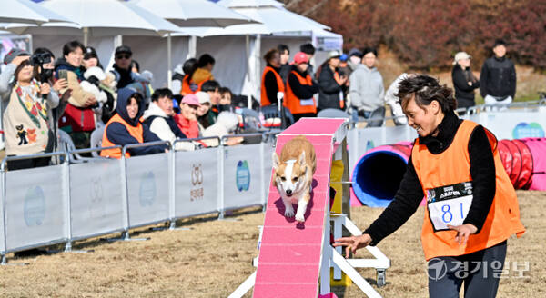 23일 오후 경기도인재개발원 운동장에서 열린 '제1회 경기도지사배 전국 반려견 스포츠대회' 에서 어질리티1 종목에 참가한 반려견과 핸들러들이 열띤 경기를 펼치고 있다. 오는 24일까지 열리는 이번 대회에서는 점핑, 어질리티, 플라이볼, 노비스 등 다양한 부분에서 실력을 펼치는 도내 반려견들의 모습을 볼 수 있다. 윤원규기자