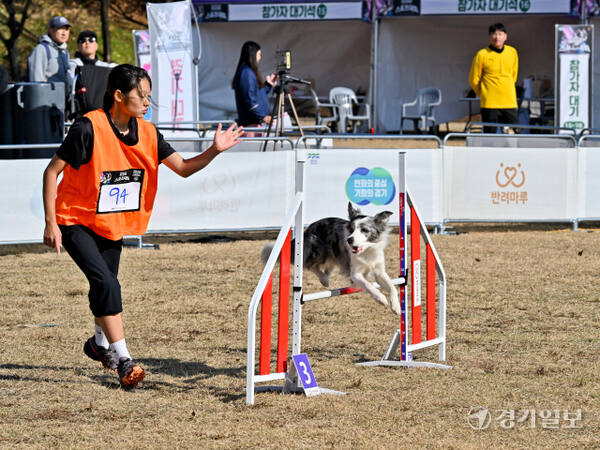23일 오후 경기도인재개발원 운동장에서 열린 '제1회 경기도지사배 전국 반려견 스포츠대회' 에서 어질리티1 종목에 참가한 반려견과 핸들러들이 열띤 경기를 펼치고 있다. 오는 24일까지 열리는 이번 대회에서는 점핑, 어질리티, 플라이볼, 노비스 등 다양한 부분에서 실력을 펼치는 도내 반려견들의 모습을 볼 수 있다. 윤원규기자