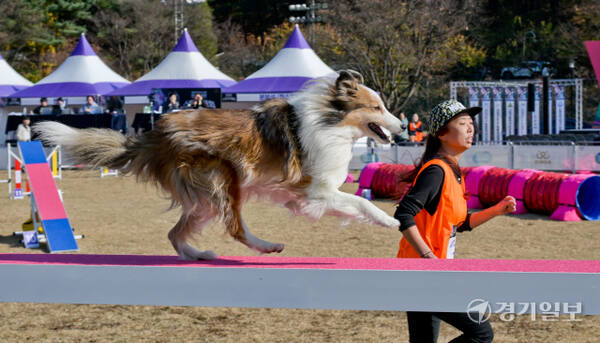 23일 오후 경기도인재개발원 운동장에서 열린 '제1회 경기도지사배 전국 반려견 스포츠대회' 에서 어질리티1 종목에 참가한 반려견과 핸들러들이 열띤 경기를 펼치고 있다. 오는 24일까지 열리는 이번 대회에서는 점핑, 어질리티, 플라이볼, 노비스 등 다양한 부분에서 실력을 펼치는 도내 반려견들의 모습을 볼 수 있다. 윤원규기자