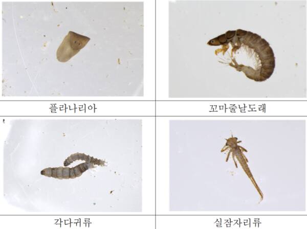 인천시 보건환경연구원이 채집한 저서동물. 인천시 제공