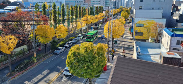 미추홀구 인하로 은행나무길(원형). 인천시 제공