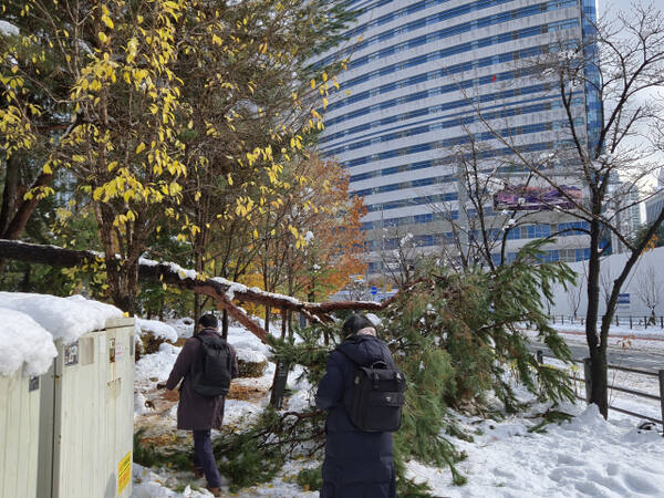 28일 이틀간 발생한 대설로 인해 경기도청 인근 인도에 위치한 나무가 쓰러져 있는 모습이다. 이진기자