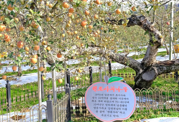 국내 첫 후지 사과나무 표지판. 영동군