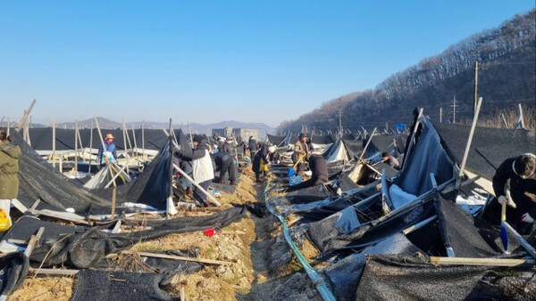 이천시 공무원들이 폭설 피해농가를 방문해 복구 지원 대민봉사를 펼치고 있다. 이천시 제공.