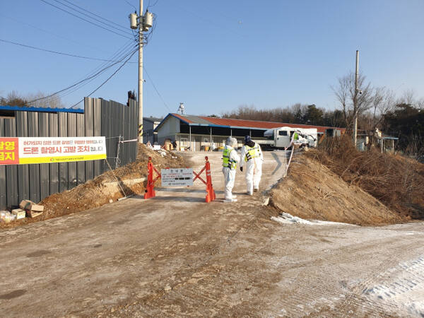 여주시 흥천면의 한 산란계 사육농장에서 고병원성 인플루엔자 발생 관련 살처분을 진행하고 있다. 여주시 제공