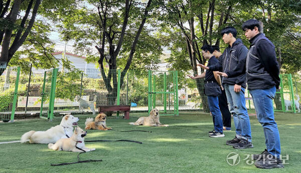 남양주시에 위치한 한 애견 학교에서 훈련사들이 문제행동이 있는 동물을 교육하고 있다. 경기일보DB