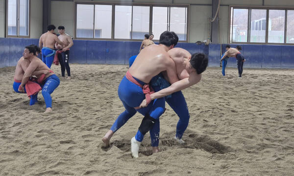 설날장사씨름대회를 앞둔 수원시청 씨름단이 광교씨름장에서 막바지 훈련에 매진하고 있다.임창만기자