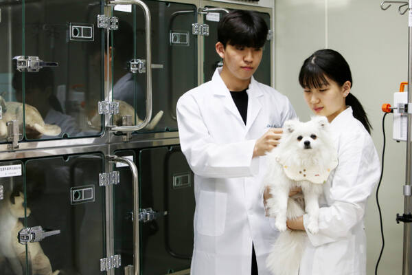 반려동물보건과 학생들이 애완견 건강검진 실습을 하고 있다. 서정대학교 제공