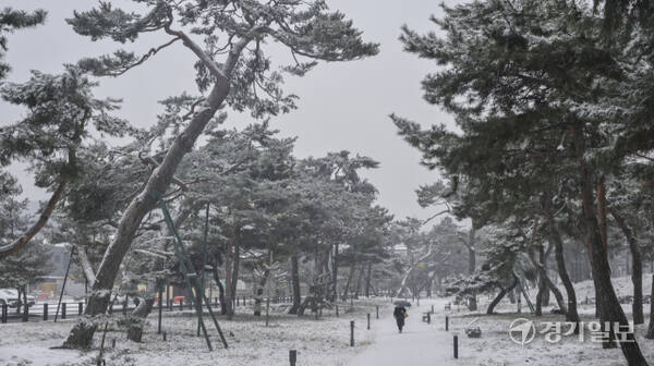 12일 오전 눈이 내린 수원특례시 노송지대에서 한 시민이 우산을 쓰고 발길을 재촉하고 있다. 기상청은 오후에는 눈이 비로 바뀌며 늦은 오후 중부지방 일부 지역에서는 구름 사이로 정월대보름 보름달을 볼 수 있을 것으로 예보했다. 윤원규기자