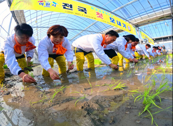 13일 이천시 호법면 한 비닐하우스 논에서 열린 '임금님표 이천쌀 전국 첫 모내기' 행사에서 참석자들이 모를 심고 있다.조주현기자