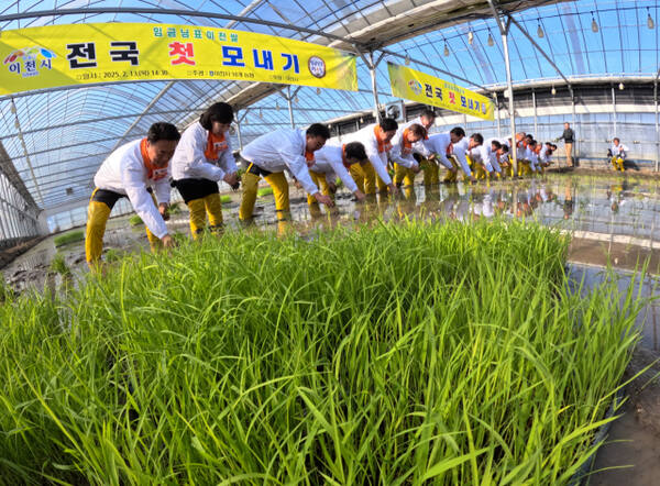 13일 이천시 호법면 한 비닐하우스 논에서 열린 '임금님표 이천쌀 전국 첫 모내기' 행사에서 참석자들이 모를 심고 있다.조주현기자