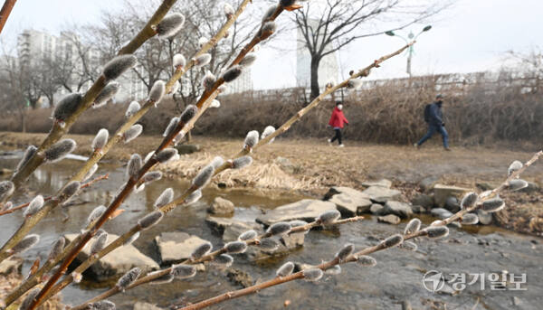 포근한 날씨를 보인 16일 인천 남동구 장수천 길가에 피어난 버들강아지가 봄의 시작을 알리고 있다. 조병석기자