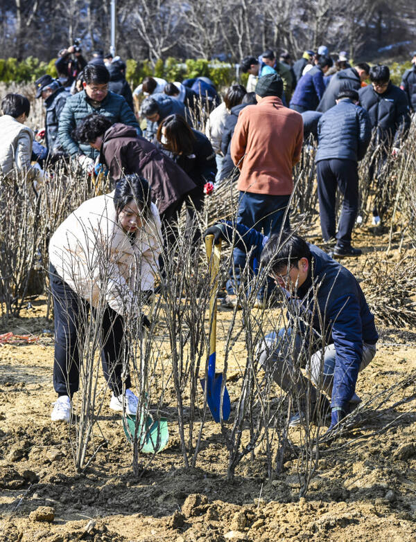 식목일 앞두고 나무 심어서 우리 동네 가꿔요 [포토뉴스]
