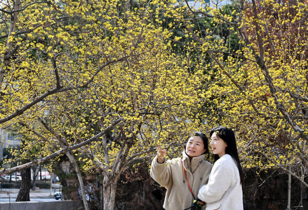 꽃샘추위 속 산수유꽃이 만개했다. 경기일보DB