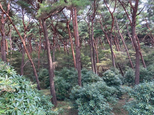 기사의 이해를 돕기 위한 자료 이미지로 직접적 연관은 없습니다. 사진은 내화수림대 모습. 충청남도 제공