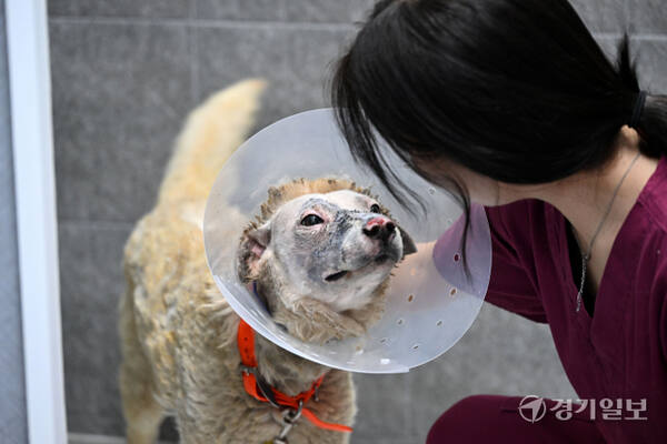 최근 영남권에서 발생한 대형 산불은 많은 인명과 재산 피해 뿐 아니라 반려동물들에게도 치유될 수 없는 큰 상처를 안겨주었다. 더욱 안타까운 사실은 부상을 당한 반려동물 중 상당수가 주인에게까지 버림받거나 치료 후에도 돌아갈 곳이 없다는 사실이다. 현재 부상당한 동물들은 동물보호단체 등의 도움으로 피해지역 동물병원에서, 일부 중증 환자들은 경기도 등으로 이송돼 치료를 받고 있다. 사진은 8일 경북 안동에서 화상 등을 입은 채 구사일생 구조된 반려동물 가운데 중증 환자 수십여 마리가 경기도수의사회 소속 동물병원에서 치료를 받고 있는 모습. 김시범기자
