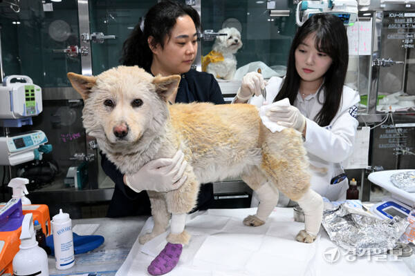최근 영남권에서 발생한 대형 산불은 많은 인명과 재산 피해 뿐 아니라 반려동물들에게도 치유될 수 없는 큰 상처를 안겨주었다. 더욱 안타까운 사실은 부상을 당한 반려동물 중 상당수가 주인에게까지 버림받거나 치료 후에도 돌아갈 곳이 없다는 사실이다. 현재 부상당한 동물들은 동물보호단체 등의 도움으로 피해지역 동물병원에서, 일부 중증 환자들은 경기도 등으로 이송돼 치료를 받고 있다. 사진은 8일 경북 안동에서 화상 등을 입은 채 구사일생 구조된 반려동물 가운데 중증 환자 수십여 마리가 경기도수의사회 소속 동물병원에서 치료를 받고 있는 모습. 김시범기자